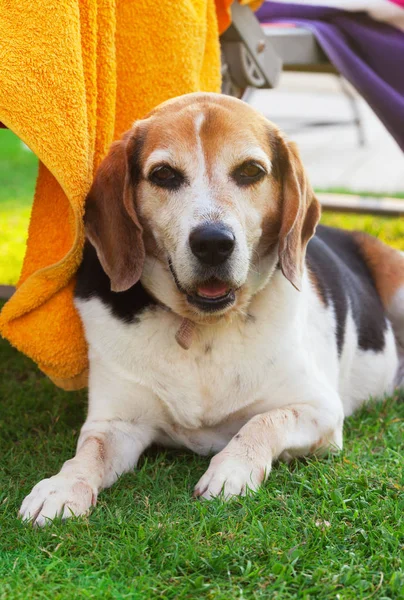 Porträtt av en vuxen beaglehund — Stockfoto