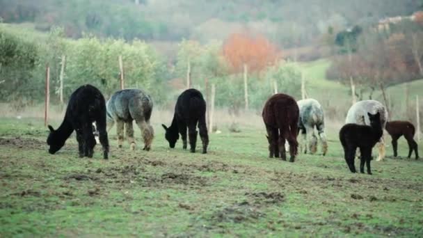イタリアのトスカーナの丘の上のウールの生産のため 繁殖アルパカ — ストック動画