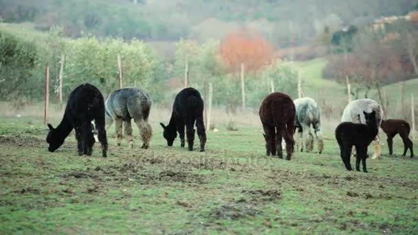 Alpaga élevage, pour la production de laine, sur les collines toscanes en Italie .