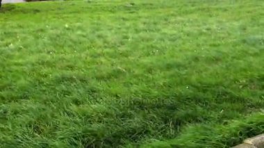 Çim sahada güçlü bir rüzgar altında virajlı