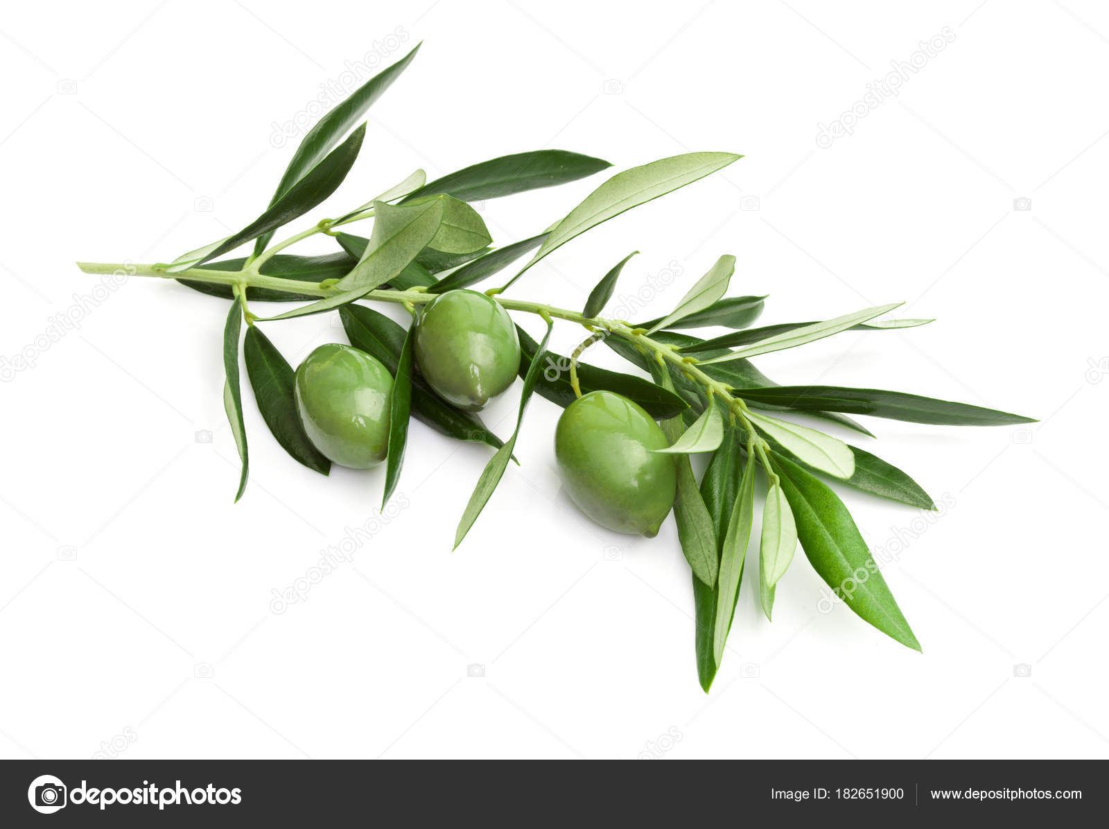 Branch of green olives — Stock Photo © AntonioGravante 182651900