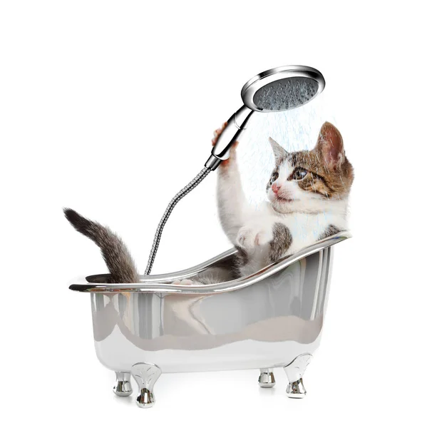 Cat in a bathtube with the shower — Stock Photo, Image