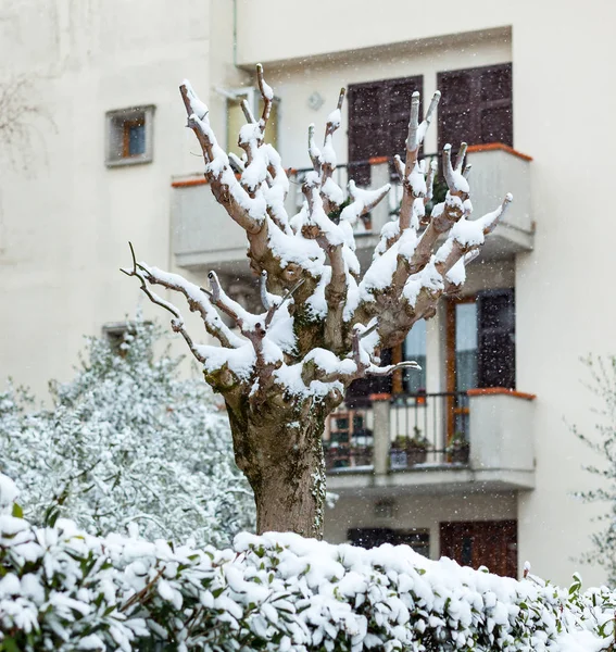木の裸の枝を雪します。 — ストック写真