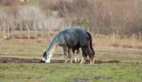 Uppfödning av alpackor i Toscana. — Stockfoto