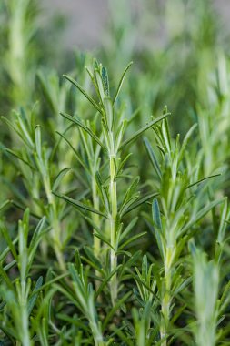 Fresh Rosemary Herb grow outdoor. Rosemary leaves Close-up. Fresh Organic flavoring plants growing.  clipart