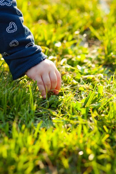 Hand van kind pickin een daisy — Stockfoto