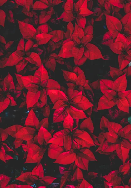 Flor de poinsettia roja, también conocida como la estrella de Navidad o Barth —  Fotos de Stock