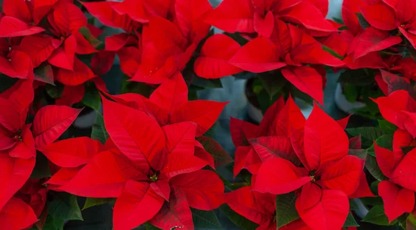 Flor de poinsettia roja, también conocida como la estrella de Navidad o Barth —  Fotos de Stock