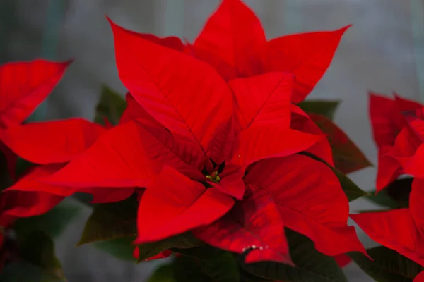 Flor de poinsétia vermelha, também conhecida como a estrela de Natal ou Barth — Fotografia de Stock