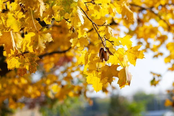 Caída hojas de arce amarillo en el cielo azul . — Foto de Stock