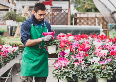 Genç bahçıvan Cyclamen çiçeklerini seraya ekiyor..