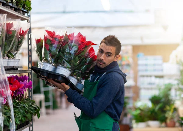 A kertész piros mikulásvirágot rendez egy óvodában. Kertészeti koncepció — Stock Fotó