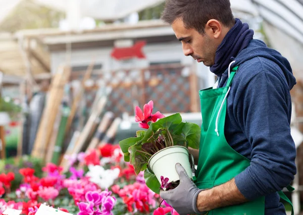 Tuinman in een kas transplantatie cyclamens te koop. — Stockfoto