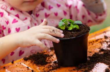 View of toddler child planting young beet seedling in to a ferti