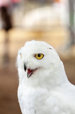 kar baykuşu - bubo scandiacus