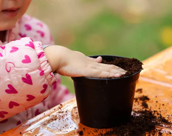 View of toddler child planting young beet seedling in to a ferti — ストック写真