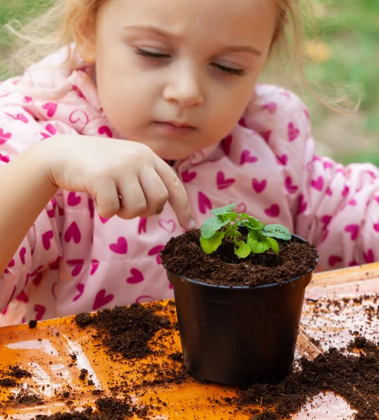 View of toddler child planting young beet seedling in to a ferti — Stockfoto