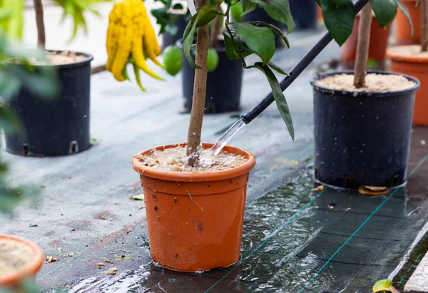 Water geven van citroenplant in pot. — Stockfoto