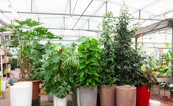 Gran variedad de plantas grandes dentro del invernadero botánico . —  Fotos de Stock