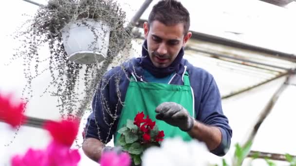 Florista Trabalho Uma Estufa Com Ciclame — Vídeo de Stock