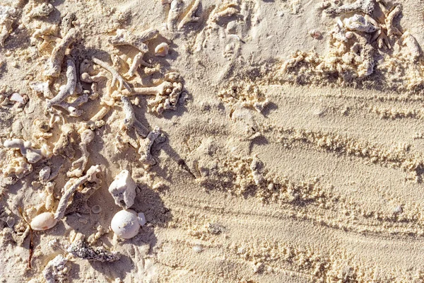 Malediven zand achtergrond met schelpen koralen. — Stockfoto