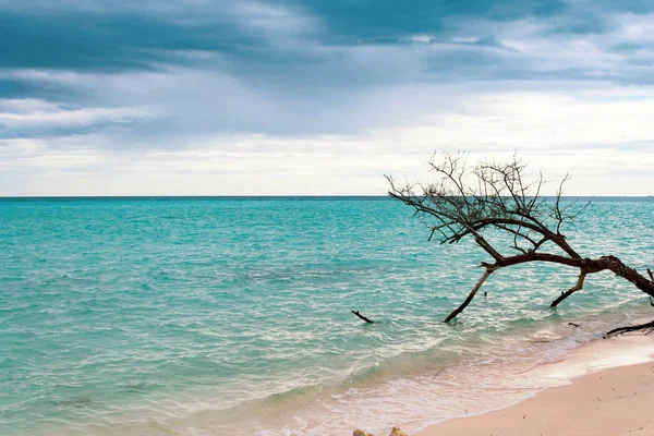 Tree on the shore of the Maldivian beach. Dark, cloudy and threa Royalty Free Stock Photos