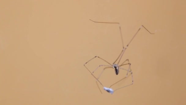 Pholcus Phalangioides Известный Длиннотелый Паук Подвале Заворачивая Добычу Кокон — стоковое видео