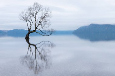 Wanaka Ağacı, Yeni Zelanda 'daki Wanaka Gölü' nün en ünlü söğüt ağacı.
