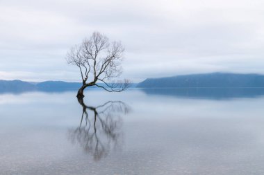 Wanaka Ağacı, Yeni Zelanda 'daki Wanaka Gölü' nün en ünlü söğüt ağacı.
