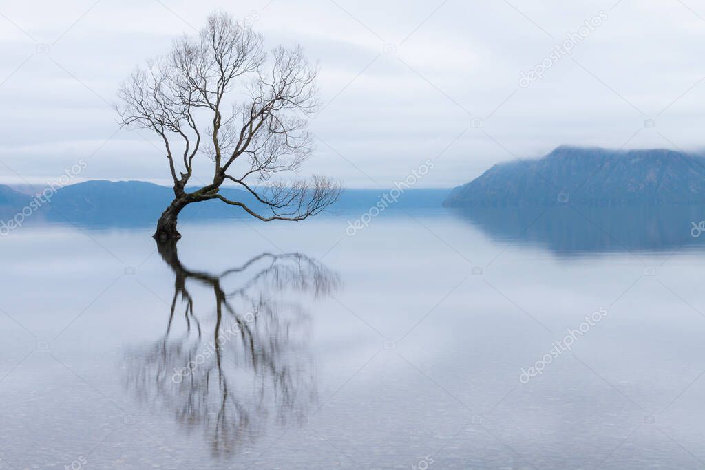 The Wanaka Tree, the most famous willow tree in Lake Wanaka New Zealand