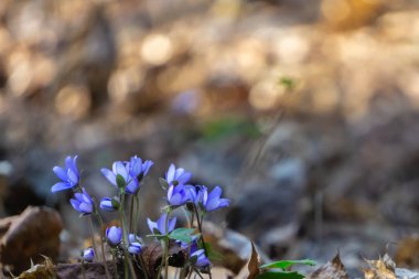 Mavi bahar çiçekleri ilkbaharın başlarında Kuzey ülkelerinde açar. Seçici odaklanma. Adı Anemone hepatikası.