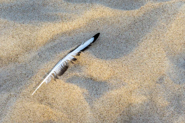 Feather on textured sand background of dunes on beach near sea Stock Photo