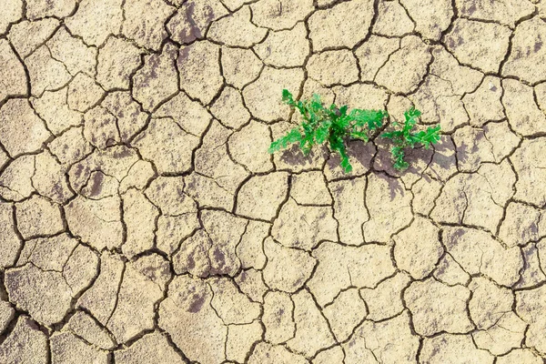 Plant sprouting in dried desolate land or dry areas. Flat lay of desert. Hope concept.