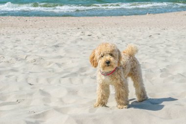 Komik Goldendoodle köpeği dalgalı denizin yanındaki kumsalda kameraya bakıyor. Benzer bej renkli kumlu deniz kıyısında bej renkli bir köpek. Altın karalamalar Golden Retriever ve Fino 'nun köpek karışımıdır..