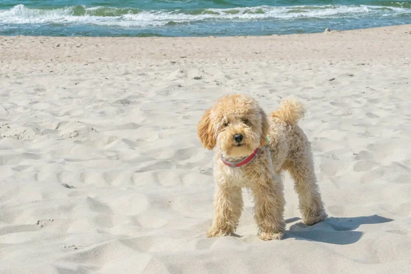 Grappige Goldendoodle Hond Kijkt Recht Camera Zandstrand Bij Golvende Zee — Stockfoto