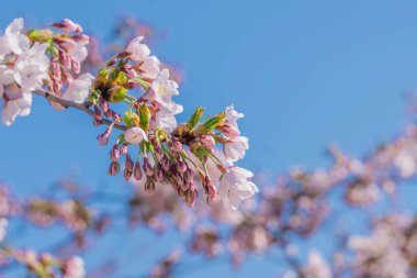 Bulanık çiçek açan kiraz çiçekleri ve gökyüzü arkaplanı. Baharda mavi gökyüzü arka planında, sakura dallarında pembe çiçekler açar. Çiçek açan kiraz ağacı. Yumuşak odak ve bulanık sakura arkaplanı.