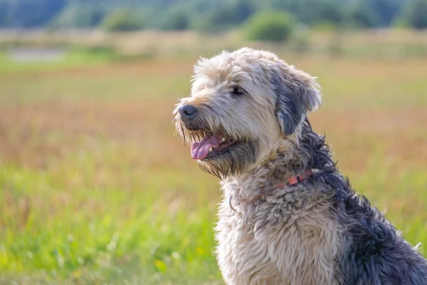 Soft-coated Wheaten Terrier close on blurred meadow background in summertime. Portrait of Irish soft coated wheaten terrier with copy space.