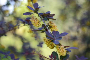 Uğur böceği böğürtlen dalında sürünür.