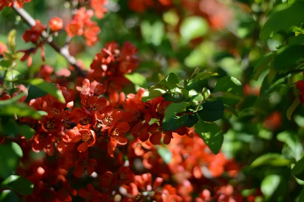 Kırmızı yapraklı hoş bir çiçek ağacı. Dekoratif tasarım için çiçek açan kırmızı yapraklar. Konsept tasarımı için güzel.