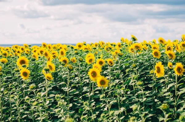 Güzel yaz gökyüzünün altındaki ayçiçeği tarlası