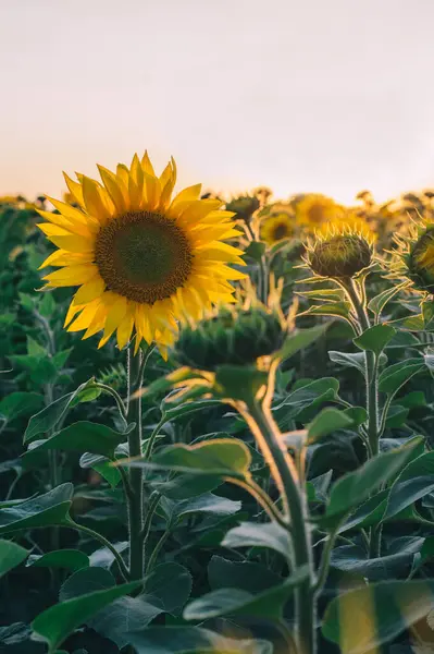 Ayçiçeği tarlasının üzerinde renkli bir günbatımı. Ekolojik saf, doğal ayçiçeği yağı. Ayçiçeği tarlası. Ayçiçeği çiçeği. Yaz boyunca çiçek açan ayçiçeği tarlası. Ayçiçeği gün batımı.