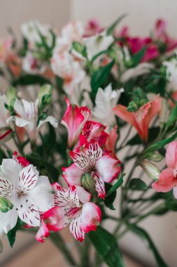 Bir buket alstromerya çiçeği. Alstroemeria çiçek arka planı. Alstroemeria çiçekleri. Çok renkli çiçekler..