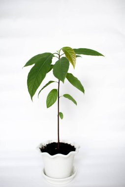 Küçük avokado ağacı saksıda yetişir. Avokado tohumları. Avokado ağacı olan modern ev bitkileri, ev dekorasyonu konsepti, bahçe odası..