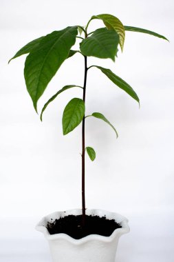 Küçük avokado ağacı saksıda yetişir. Avokado tohumları. Avokado ağacı olan modern ev bitkileri, ev dekorasyonu konsepti, bahçe odası..