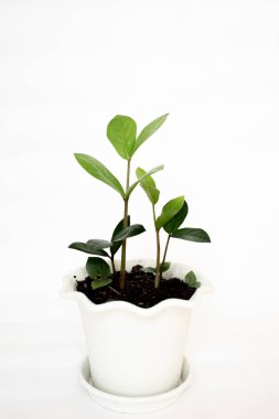 Zamioculcas beyaz arka planda beyaz saksıda bitki yetiştiriyor. Zamioculcas bitkisi olan modern ev bitkileri. Evde bahçıvanlık kavramı. Ev dekoru. 