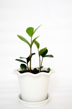 Zamioculcas beyaz arka planda beyaz saksıda bitki yetiştiriyor. Zamioculcas bitkisi olan modern ev bitkileri. Evde bahçıvanlık kavramı. Ev dekoru. 