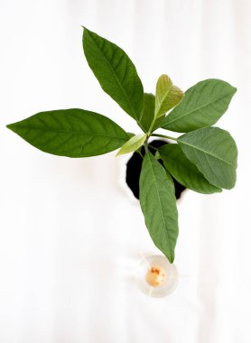 Avokado ağacının tohumdan yapılan büyüme aşaması. Avokado tohumları. Evde bahçe işleri kavramı..