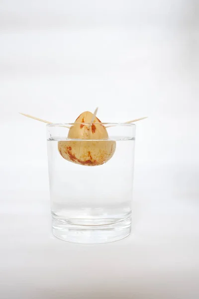 Avokado ağacının tohumdan yapılan büyüme aşaması. Avokado tohumları. Evde bahçe işleri kavramı..