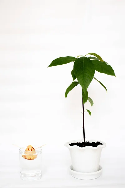 Growth stage of avocado tree made from seed. Avocado seeds. The concept of home gardening.