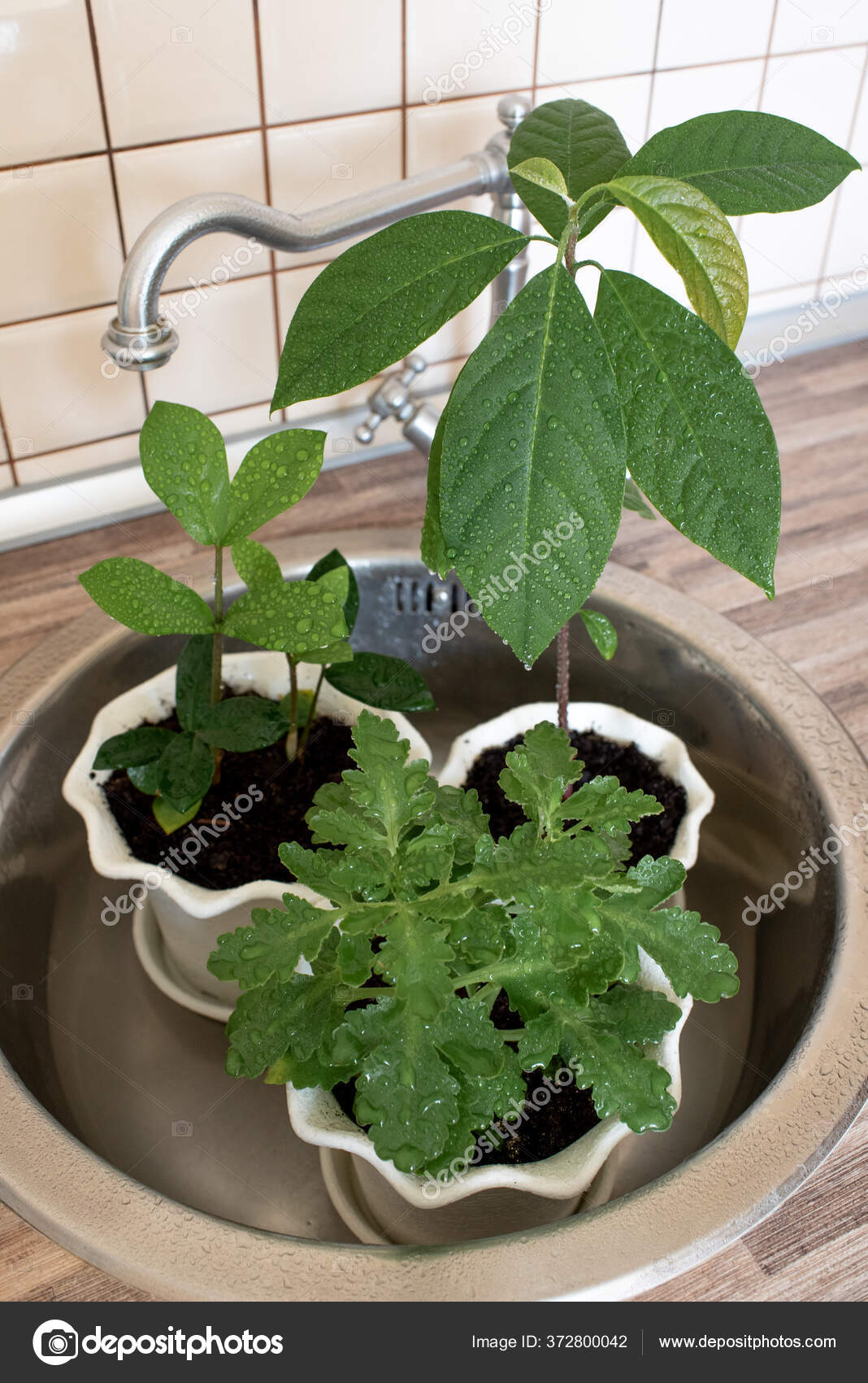 小女孩在厨房的水槽里给室内盆栽浇水给家里的植物浇水家庭园艺的概念 图库照片 C Minyazeva555 小女孩在厨房的水槽里给室内盆栽浇水给家里的植物浇水家庭园艺的概念 图库照片 C Minyazeva555